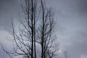 Bare branches of trees reach towards the overcast sky, creating a stark and atmospheric landscape.