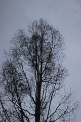 Looking up at a silhouetted tree branches against a grey sky evoking winter, loneliness and quiet.