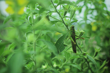 A verdant grasshopper perches serenely on a lush, leafy plant, blending in its natural environment.