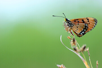 A Tawny Coster butterfly rests gently on a delicate stem, amidst a serene green bokeh background.