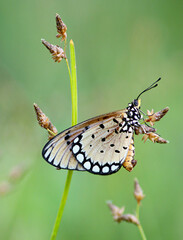 A Tawny Coster butterfly delicately rests on a grass stem in a soft, natural light setting outdoors.