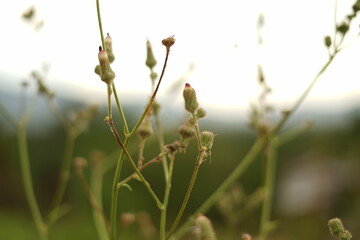 Close-up view of delicate green plant buds with selective focus in a field environment