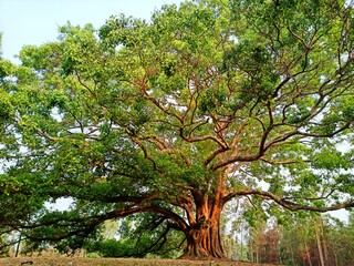 A majestic and ancient Banyan tree (Ficus benghalensis) with a massive trunk and sprawling...