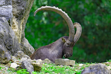 Mountain goat on a rock in the mountains.
