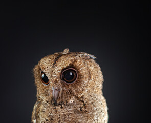 Close-up captures the intense, focused gaze of a mottled brown owl against a stark black backdrop.