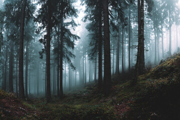 Misty forest scene tall trees dense fog green undergrowth tranquil atmosphere