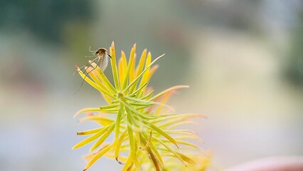 Macro of a mosquito on a green branch