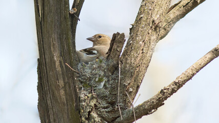 squirrel on a tree