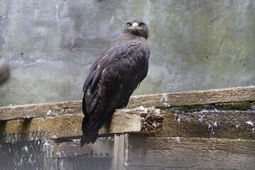 The steppe eagle (Aquila nipalensis) is a large bird of prey. Like all eagles, it belongs to the family Accipitridae. Walsrode Bird Park, Germany.