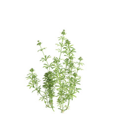 3d illustration of bush Galium aparine isolated on transparent background