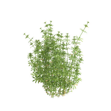 3d illustration of bush Galium aparine isolated on transparent background