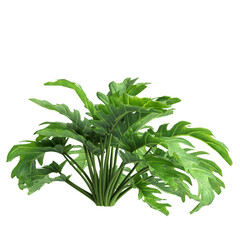3d illustration of bush philodendron xanadu isolated on transparent background