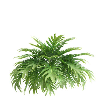 3d illustration of bush philodendron xanadu isolated on transparent background