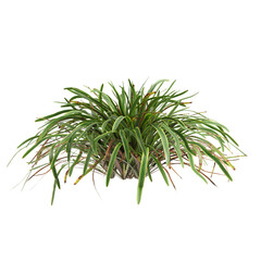 Fototapeta premium 3d illustration of bush Liriope muscari variegata isolated on transparent background