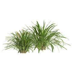 3d illustration of bush Liriope muscari variegata isolated on transparent background