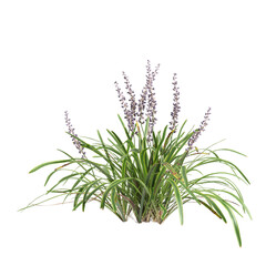 3d illustration of bush Liriope muscari variegata isolated on transparent background