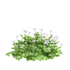 3d illustration of bush Isotoma fluviatilis isolated on transparent background