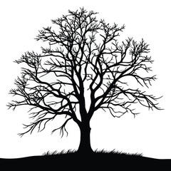 Obraz premium Striking silhouette depicts leafless tree with stark branches against a transparent background