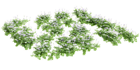 3d illustration of bush Isotoma fluviatilis isolated on transparent background