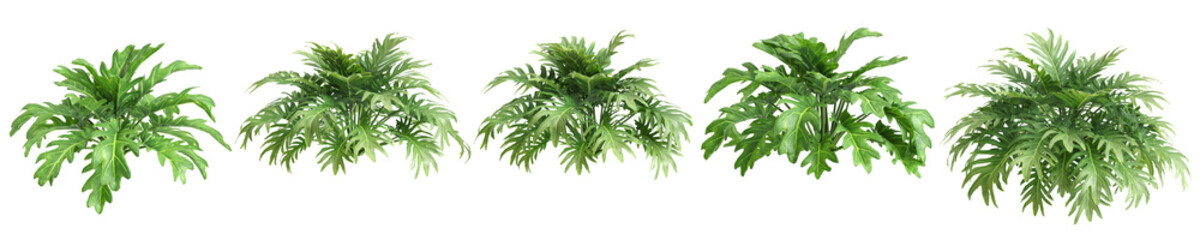 3d illustration of set bush philodendron xanadu isolated on transparent  background © TrongPhap