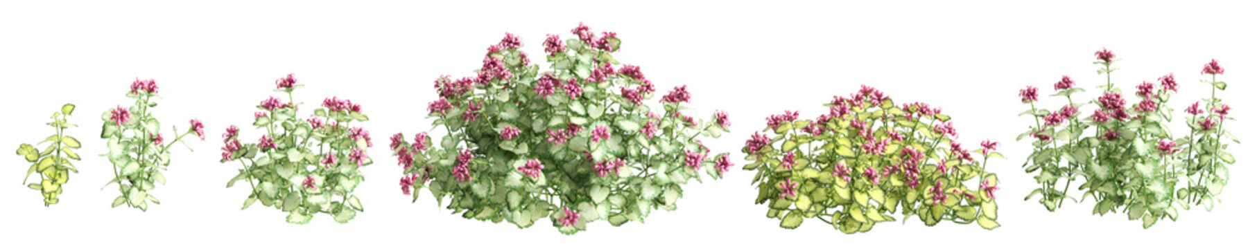 3d illustration of set bush Lamium maculatum isolated on transparent background