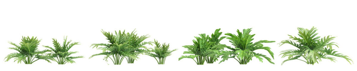 3d illustration of set bush philodendron xanadu isolated on transparent background © TrongPhap