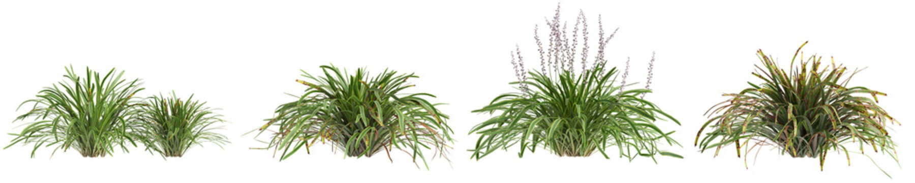 3d illustration of set bush Liriope muscari variegata isolated on transparent background