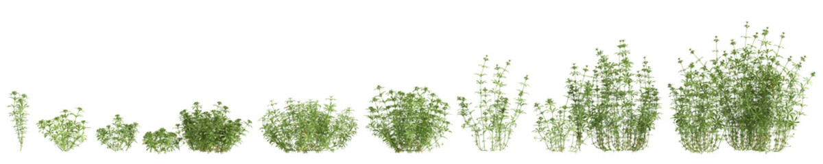 3d illustration of set bush Galium aparine isolated on transparent background
