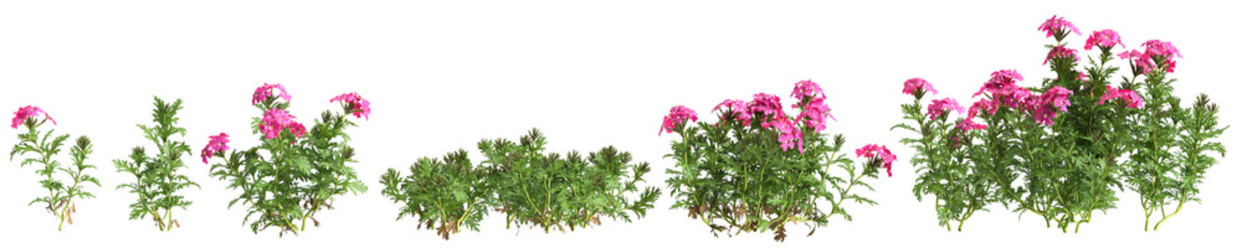 3d illustration of set bush glandularia tenera isolated on black background