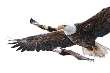 Fototapeta premium Majestic bald eagles soaring in flight wings spread wide against a white background