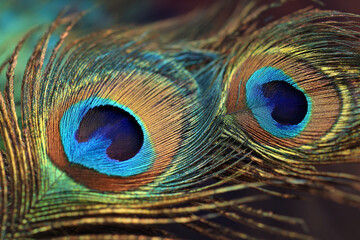 Obraz premium Close up of two iridescent peacock feathers showing vibrant blues greens golds and browns