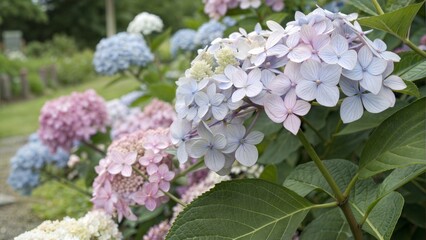Colorful Hydrangea Flowers Blooming in a Garden Setting with Soft Sunlight and Lush Greenery