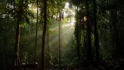Obraz premium Sunbeams pierce through the dense canopy of a lush rainforest, illuminating mist and creating a magical atmosphere