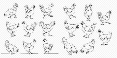 Detailed black and white line art illustrations showcasing various chickens and roosters in different poses, including standing, walking, and looking, on a transparent background.