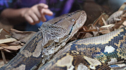 Python shedding skin close-up — Burmese python ecdysis, peeling head scales macro; reptile biology and texture detail