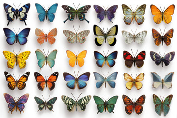 A collection of colorful butterflies displayed on a white background showing various species and wing patterns