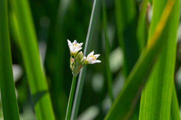 Wild Onions Weed Flowers and False Garlic, Nothoscordum Bivalve, Bud Macro Closeup Pistil and Stamen Photo