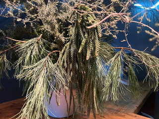 Close-up of pine branches with needles and cones in soft indoor lighting