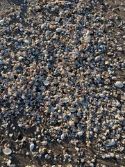 View from above on a Conglomerate of many tiny and typical sea shells of the Baltic Sea on the sandy shore of Usedom, Mecklenburg Vorpommern, Germany, Europe 