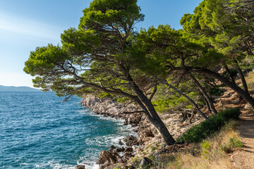 Idyllic beach with  trees, Makarska riviera of Dalmatia, Croatia