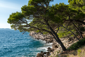 Idyllic beach with  trees, Makarska riviera of Dalmatia, Croatia