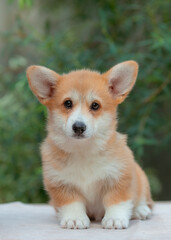 Welsh corgi puppy on a summer walk