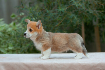 Welsh corgi puppy on a summer walk