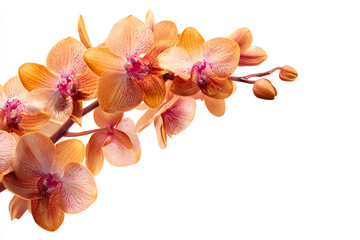 Orange orchid flowers on a white background beautiful blossoms floral arrangement