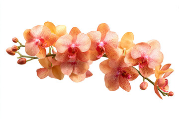 Orange and red speckled orchids branch isolated on white background