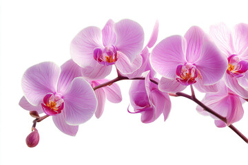 Pink orchid blossoms branch isolated on white background beautiful flowers nature floral spring