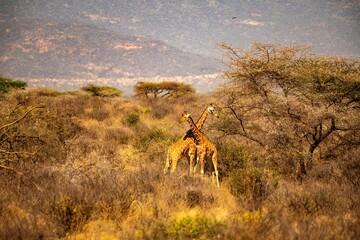 two Giraffes close together near an Acacia tree in the Savannah of Samburu national park in Kenya