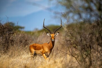 Impala Antelope standing in the grass of the Savannah at Samburu national park in Kenya
