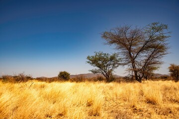 Acacia trees in the savannah of the Samburu National park in Kenya