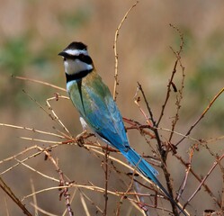 White throated Bee eater on a bush branch in the Savannah of the Samburu national park in Kenya